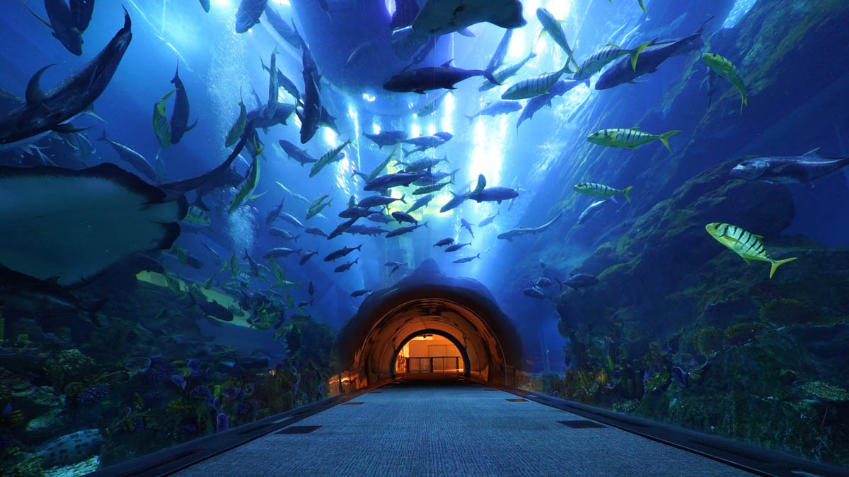 Aquarium & Underwater Zoo